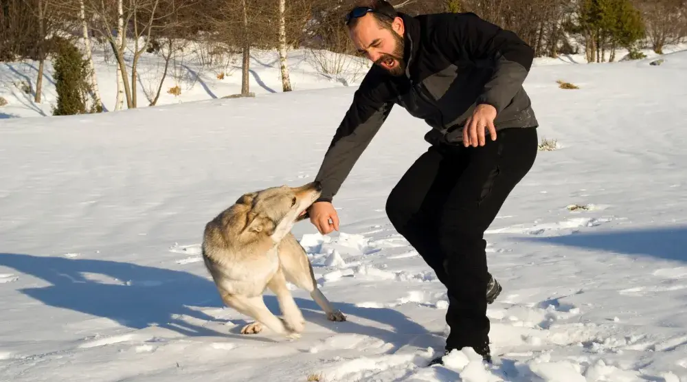 While walking in the snow, a medium-sized, light-colored dog bites a man's wrist as he winces in pain. Victims of severe dog bites often face long-term challenges.