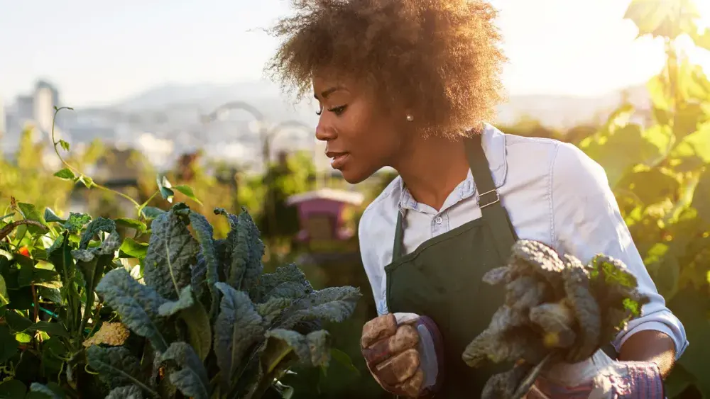 A woman in an apron chooses lettuces from a garden. Certain organizations are exempt from paying federal income taxes. And some businesses can avoid paying sales tax on certain purchases.